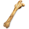 Orthopaedics-new2.png
