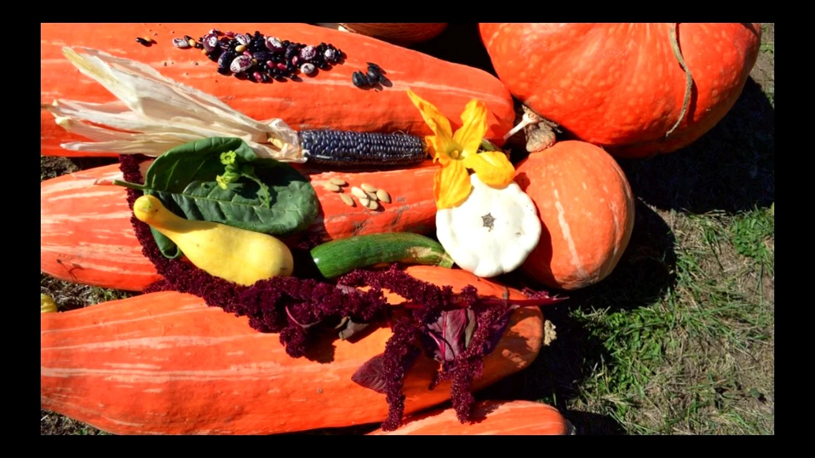 Squash - Kiowa word: gó̱m (GOHM)