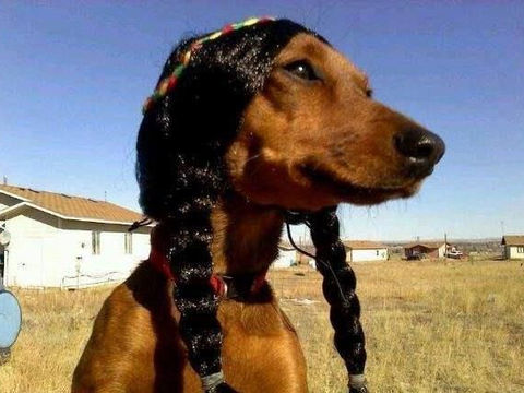 Photograph of a brown dog wearing braided black yarn styled like traditional hair, set against a rural landscape as part of the “Rez Dogz” exhibit.