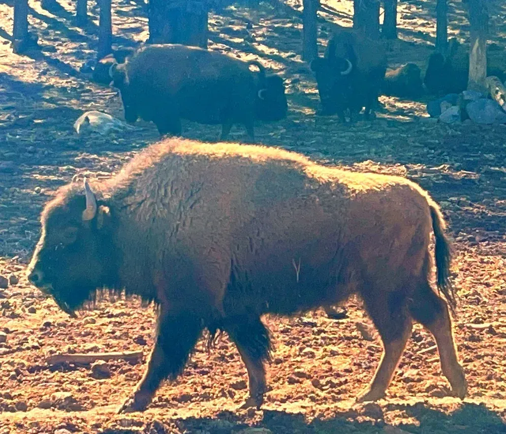 Kiowa - Bison is áuñ:gáubìñ: (aungaupi), literally means "our people's food