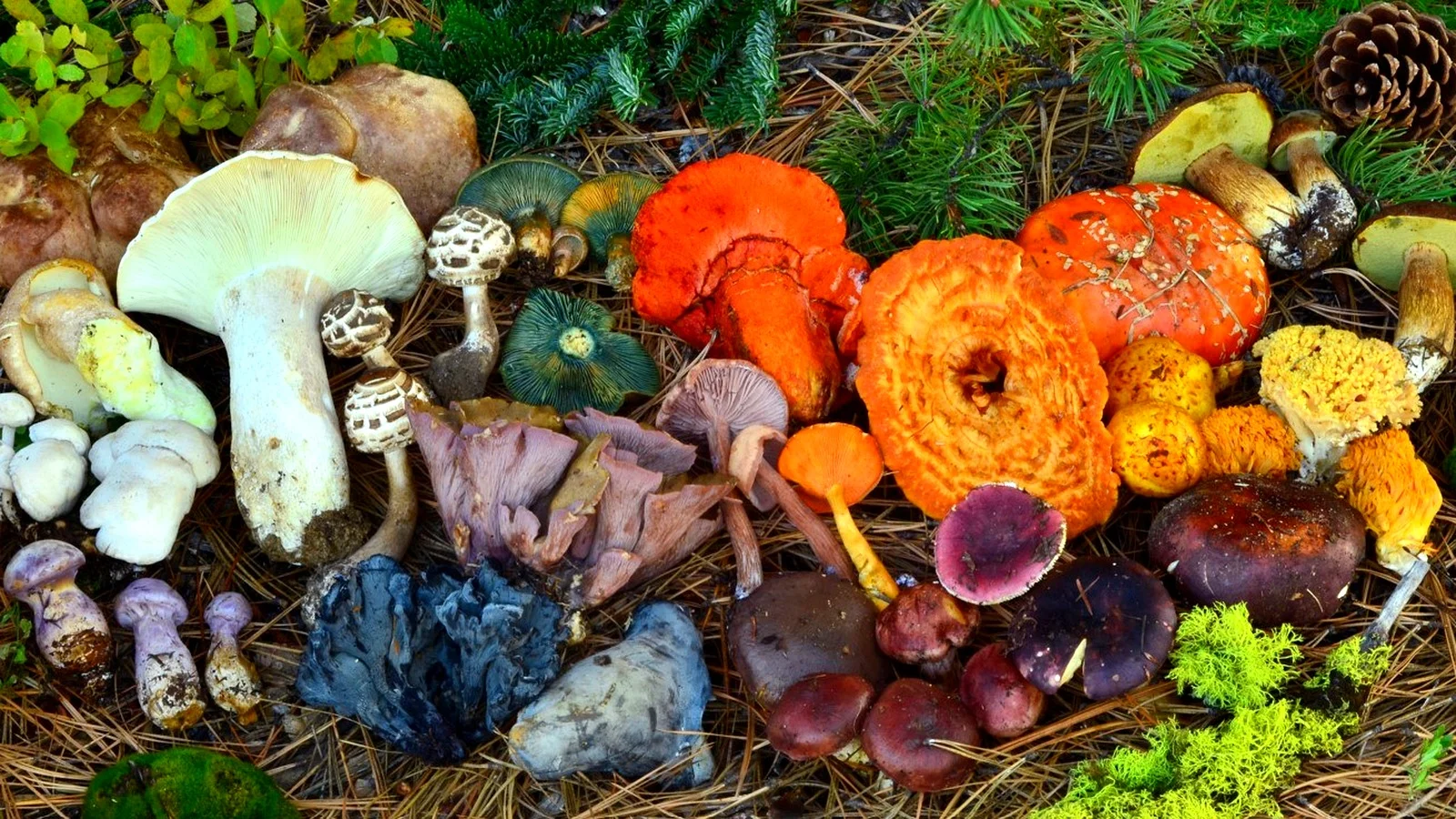 Mushrooms - Kiowa word: p’ó̱dó̱ (POH-doh)
