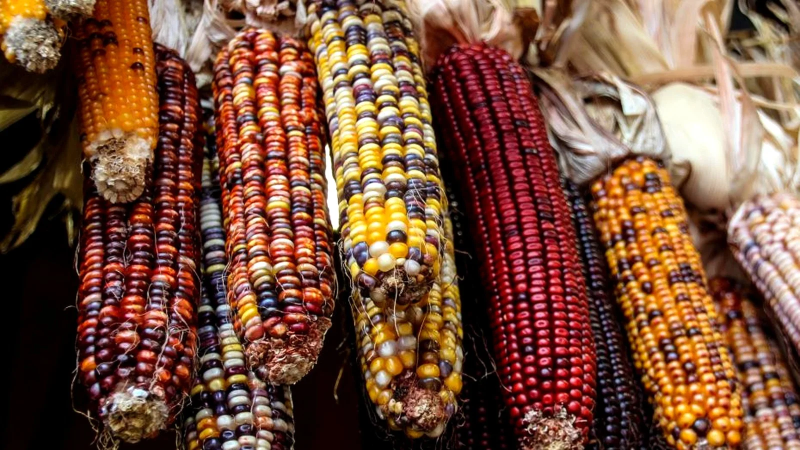 Corn - Kiowa word: áhâw (AH-haw)