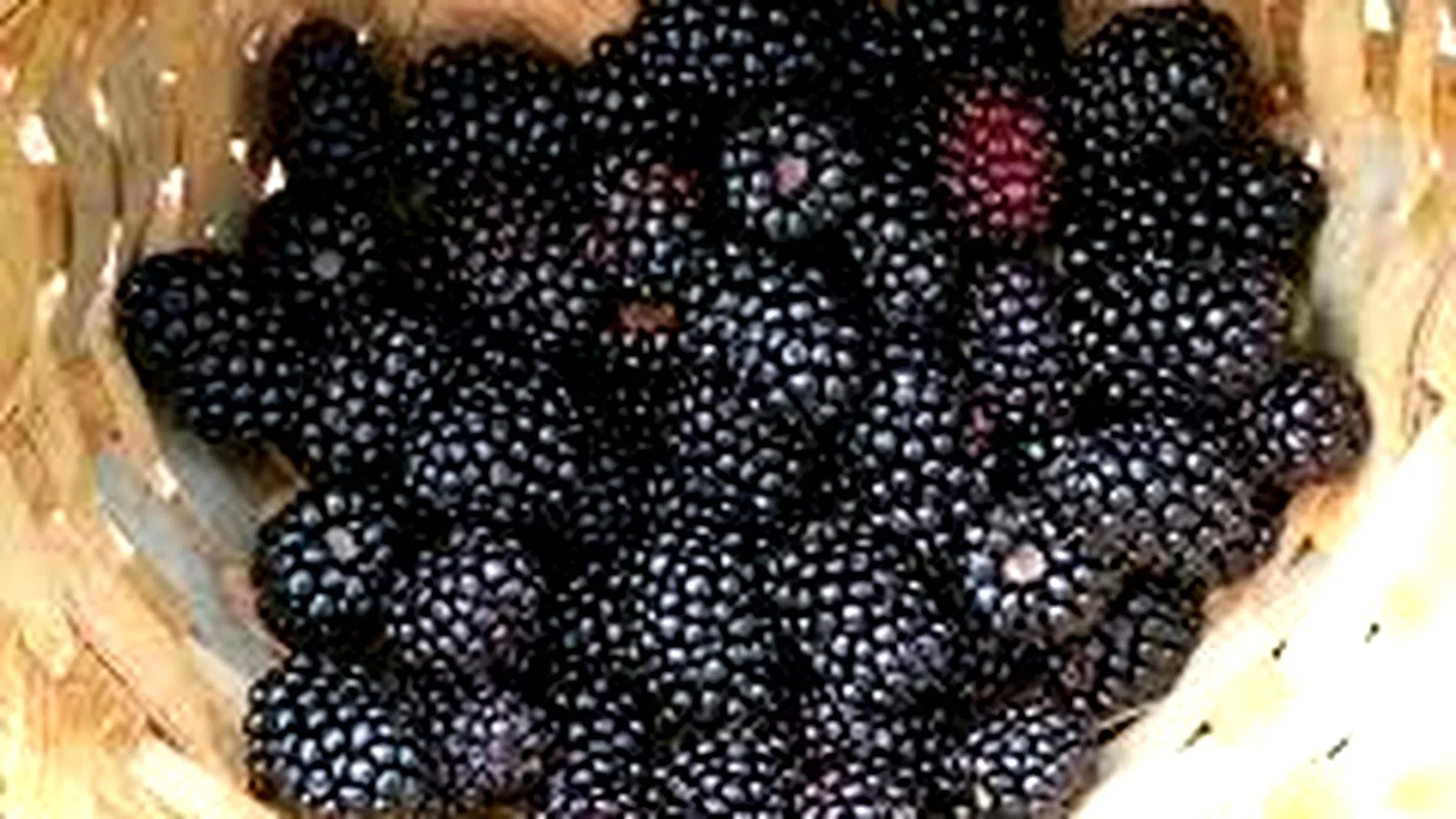 Berries - Kiowa word: sén (SEN)