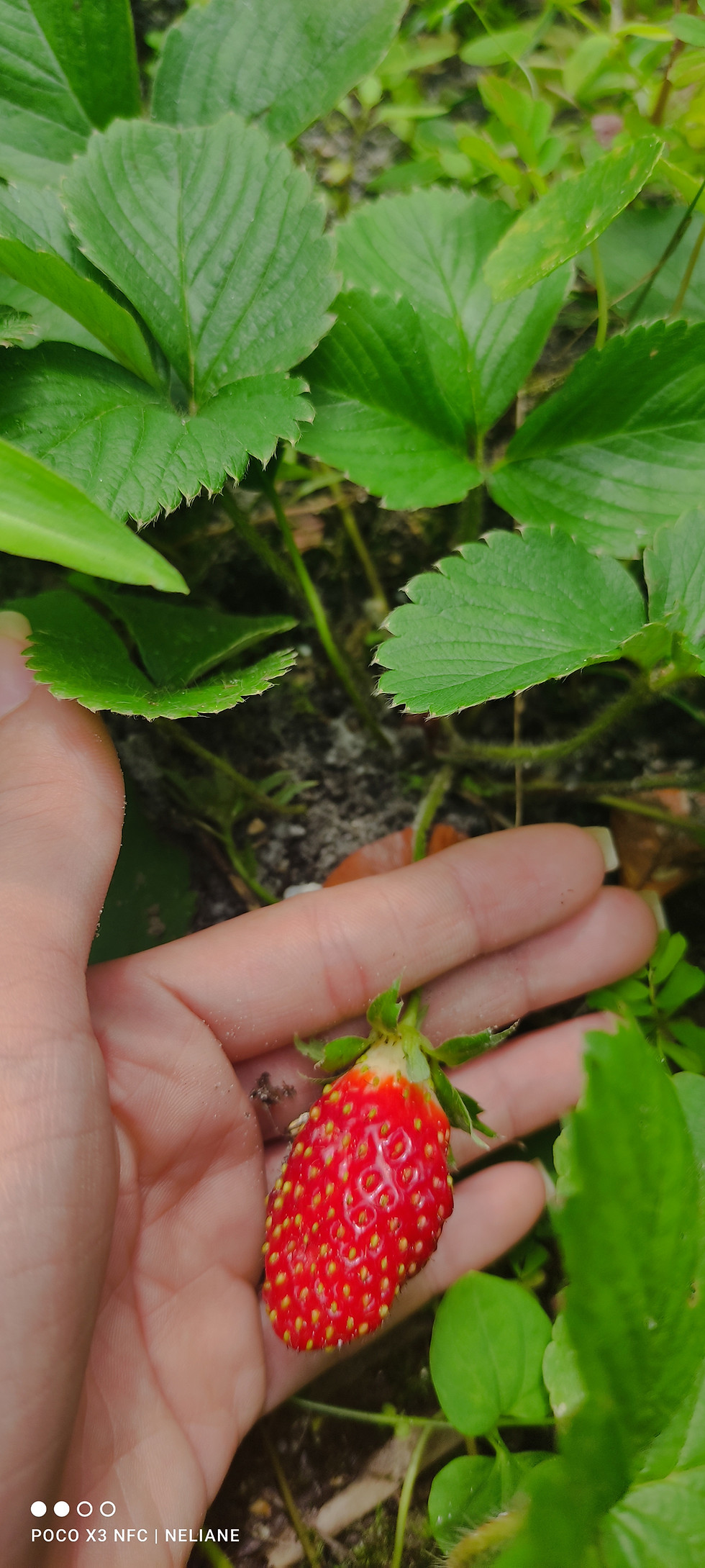 Miniatura: Alimentação