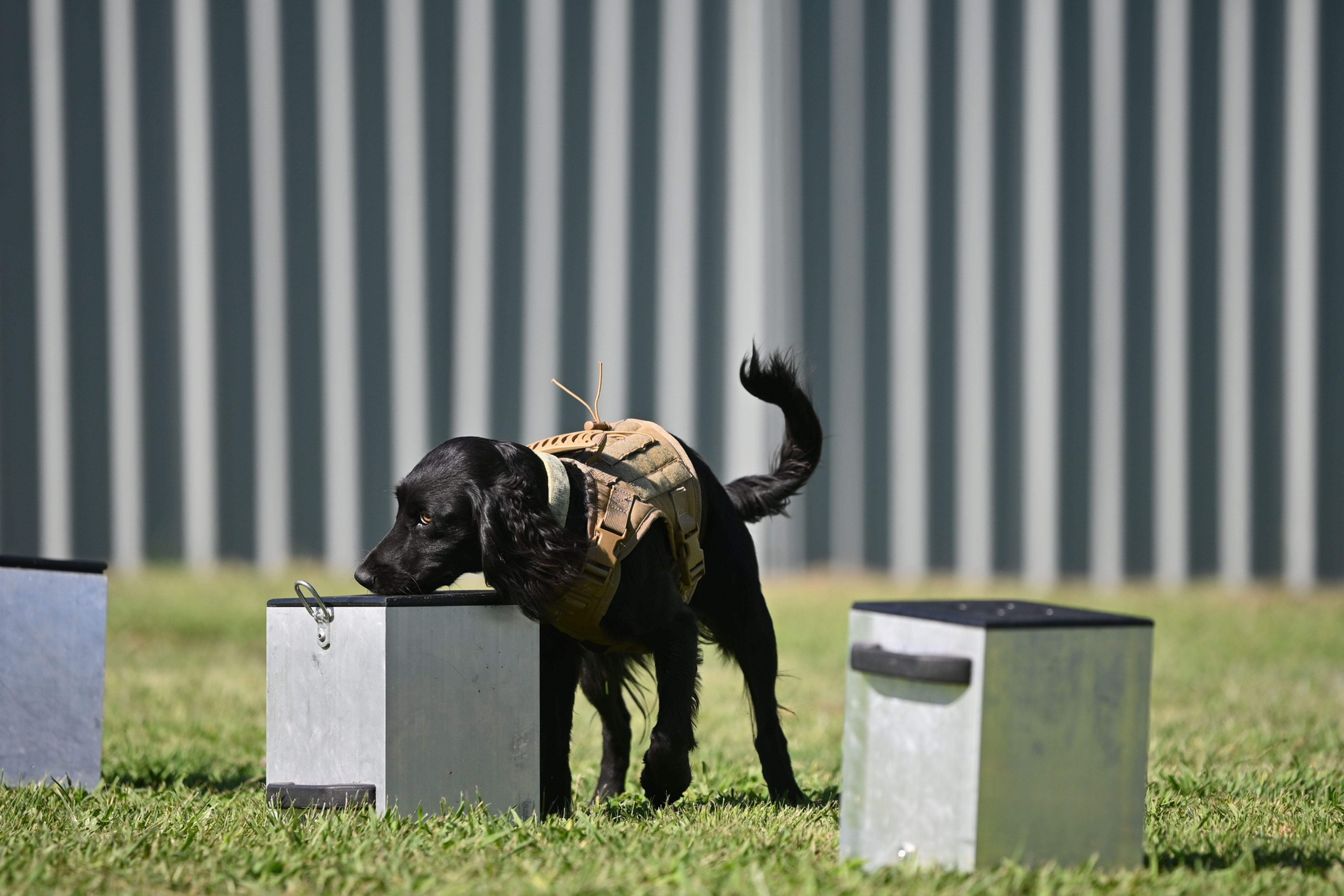 Detection dog