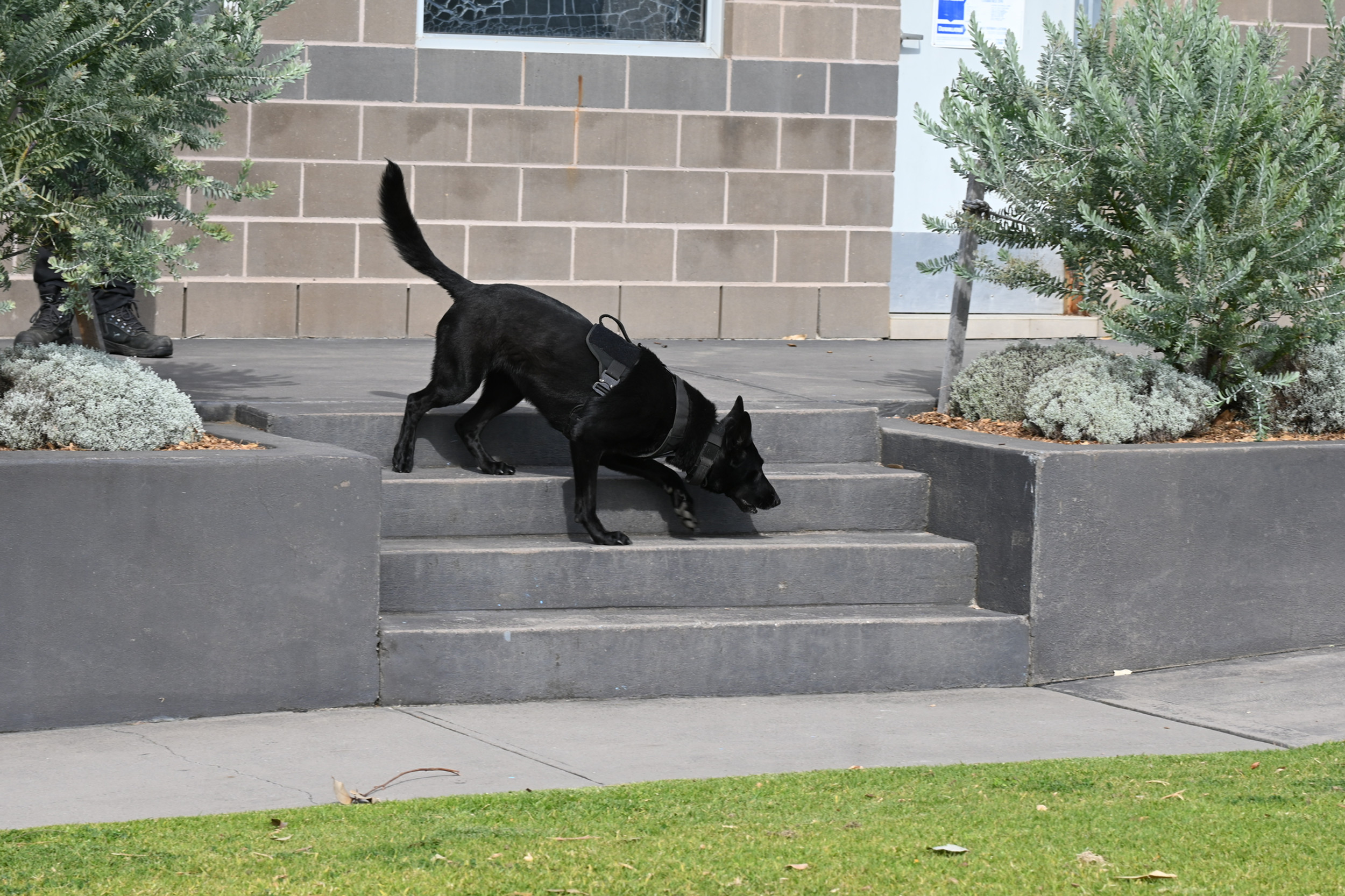 Dog Exploder Explosive Detection Services | K9 Bellator Pty Ltd