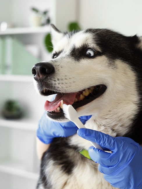 Veterinarian brushing Siberian Husky dog's teeth during dental hygiene procedure in clinic