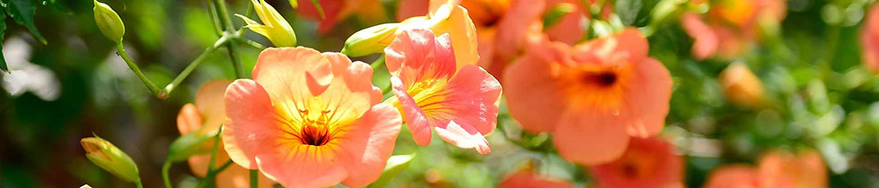 Terre végétale criblée pour engazonnement et plantations