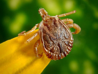 Ticks and the danger of Lyme disease for you and your dog