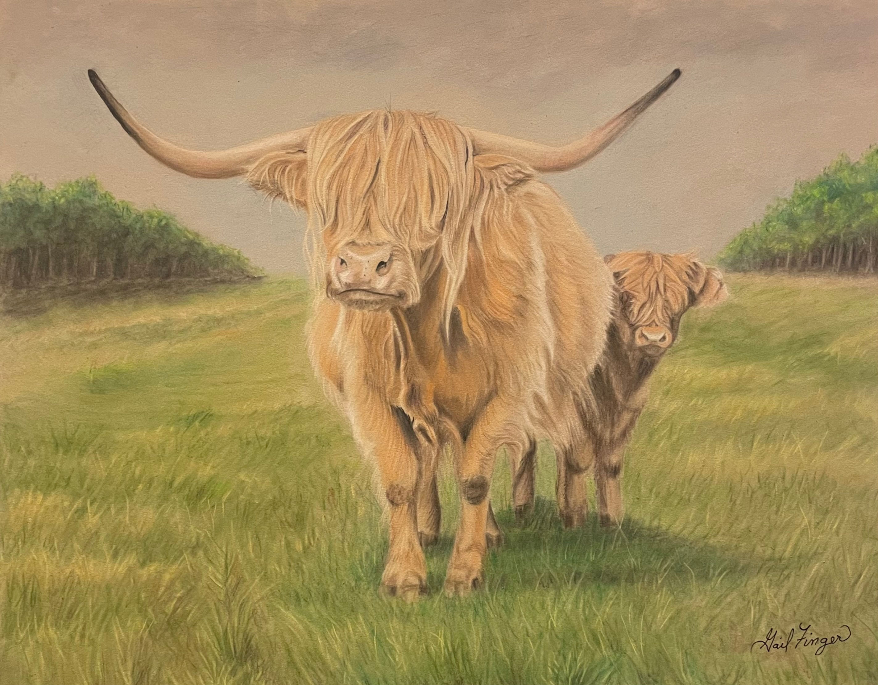 The Highland Cow's Meadow