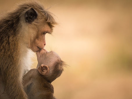 Saturday 14th November - Icon of the Day