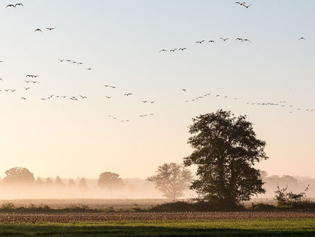 Thursday 29thOctober - Icon of the Day