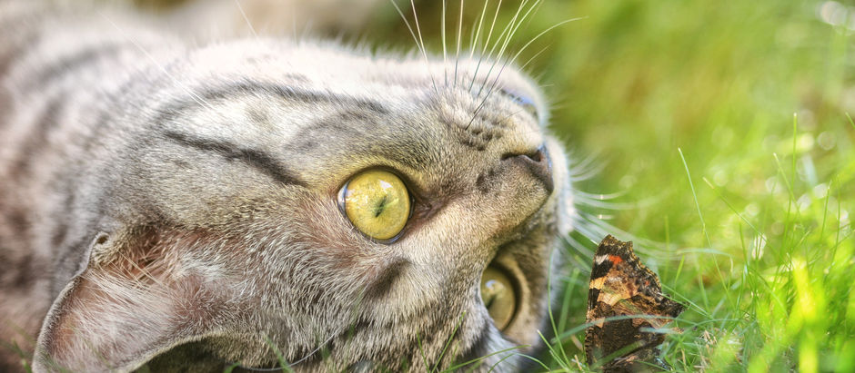 Sustainability: Create a Garden that Benefits Wildlife and Your Pets