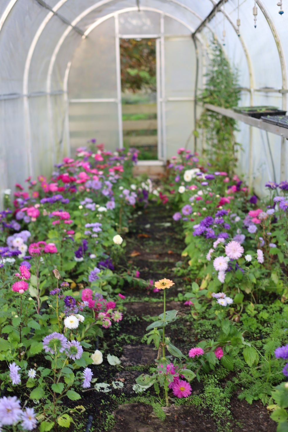 Thumbnail: Cut flowers - questions & answers workshop 29th May