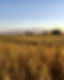 iStock-186830308.jpg