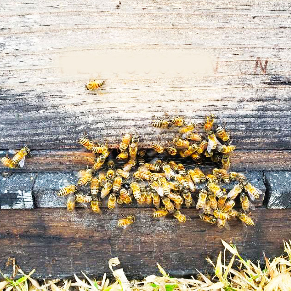 Thumbnail: 9-frame Single Deep Bee Hive