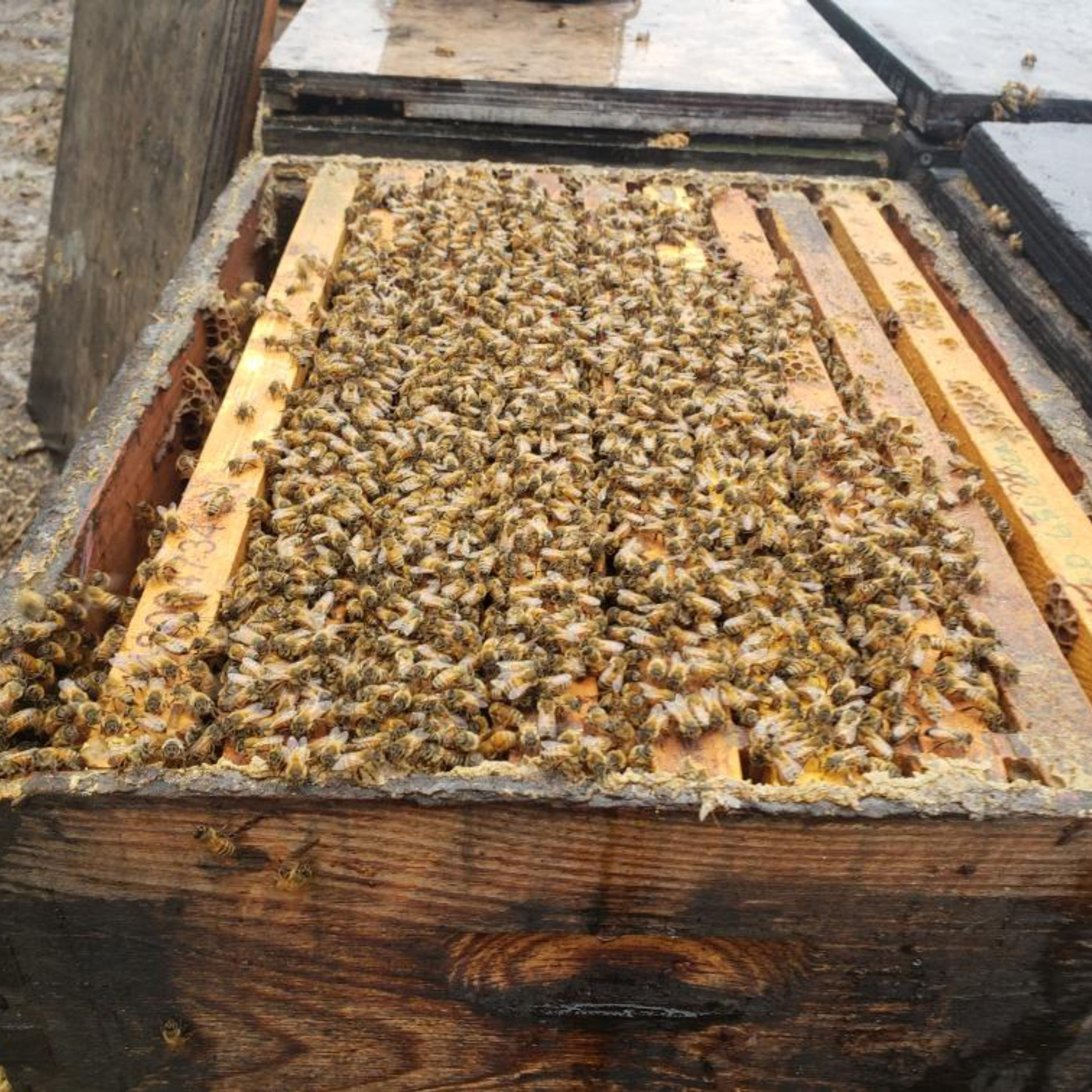 9-frame Single Deep Bee Hive