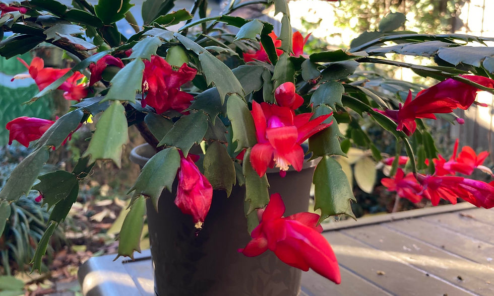 A Christmas cactus with bright red blooms and dark green leaves.