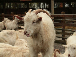 A sheep stands among other sheep in a pen.