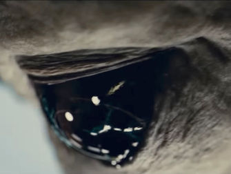 The dark eye of an alien creature surrounded by an eyelid and leathery skin.