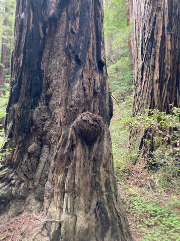 The gnarly brown trunk of a tree in a green forest has a burl that looks like the face of a gnome.