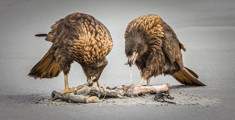 NAPR-Robert Gill CPAGB-Caracaras Feeding On Seal Flipper.jpg