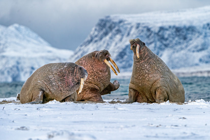 NAPR-Christopher Marsham -Walrus Conversation.jpg