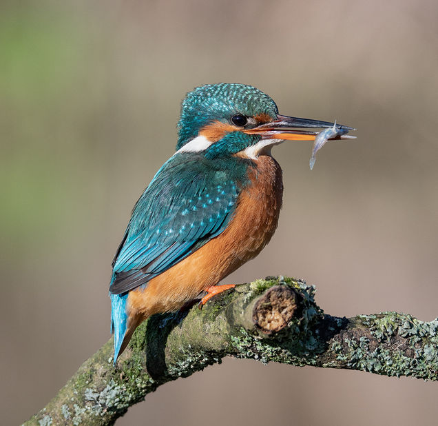 01 Kingfisher with fish 25.jpg