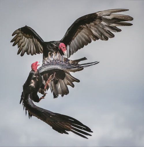 HC Experienced Turkey Vulture__ Asserts Superiority, Robert Gill, Barnstaple.jpg
