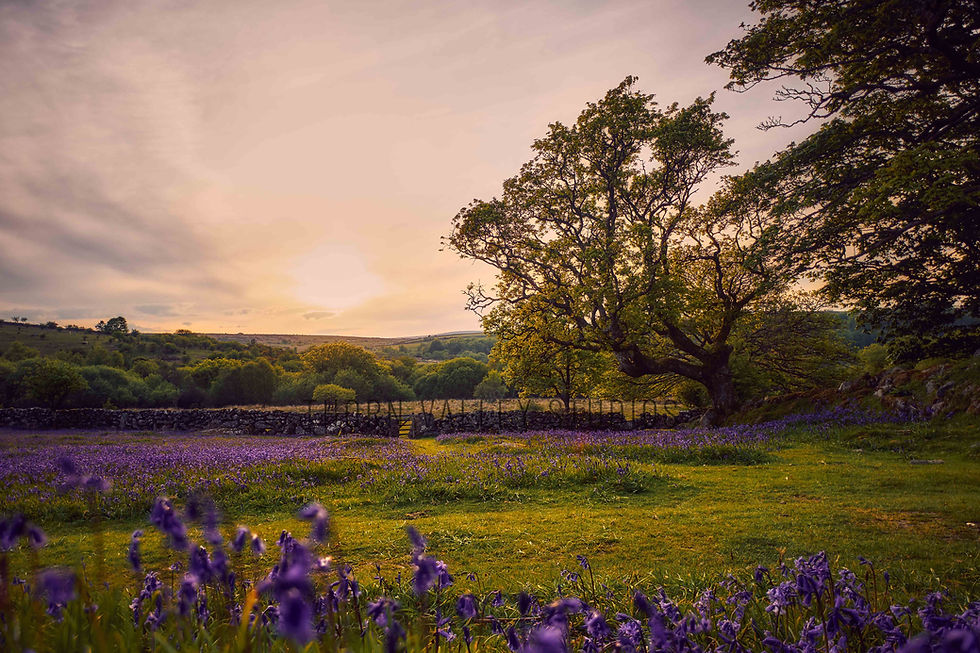 Dartmoor | Landmarks | Emsworthy Mire | Framed 8x10" Mini-Print