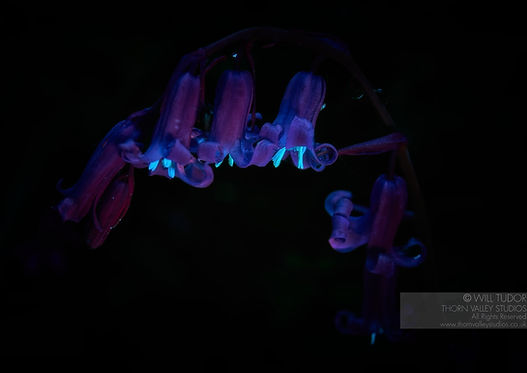 Bluebells glowing under UV light