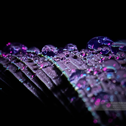UV Image of raindrops on an Iris Leaf
