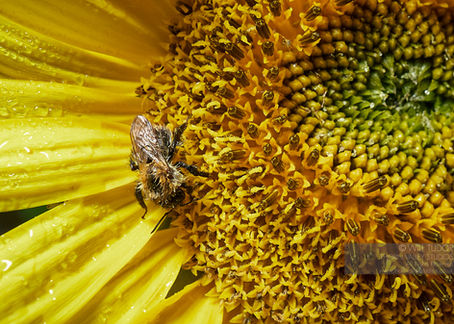Macro of a bee feeding on a bright yellow sunflower, with a pollen-covered centre and Thorn Valley Studios watermark.