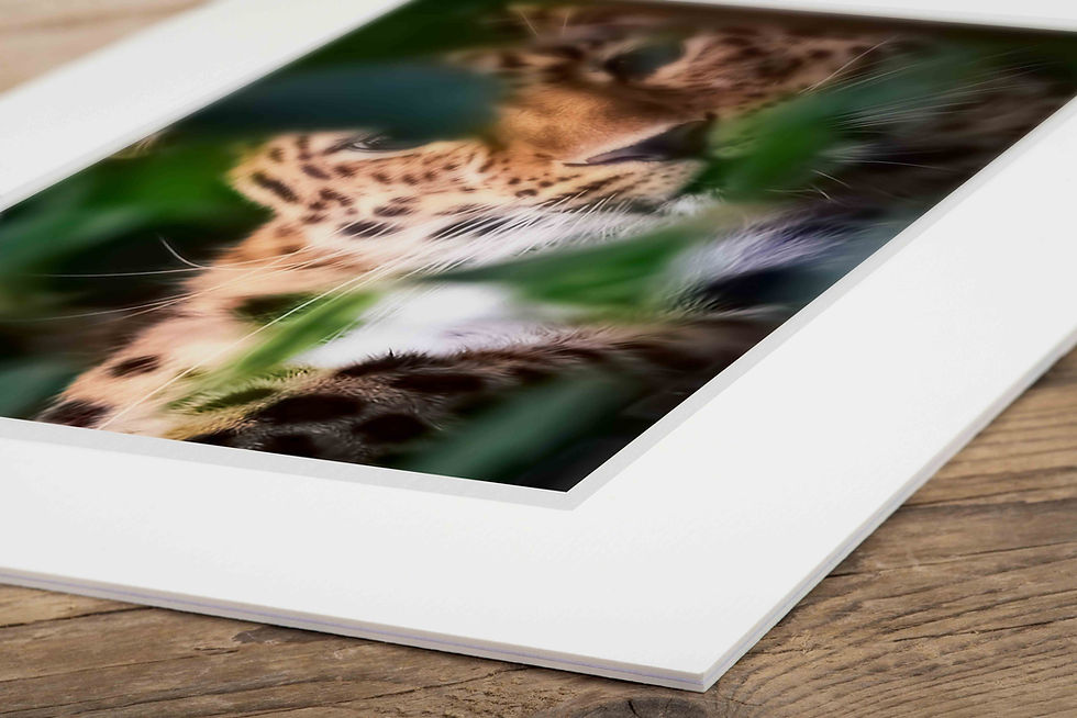 Miniatura: Natural World | Leopard | 8x10" Mini-Print