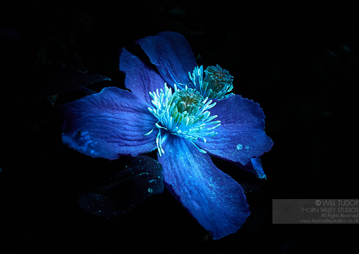 UVIF image of Clematis