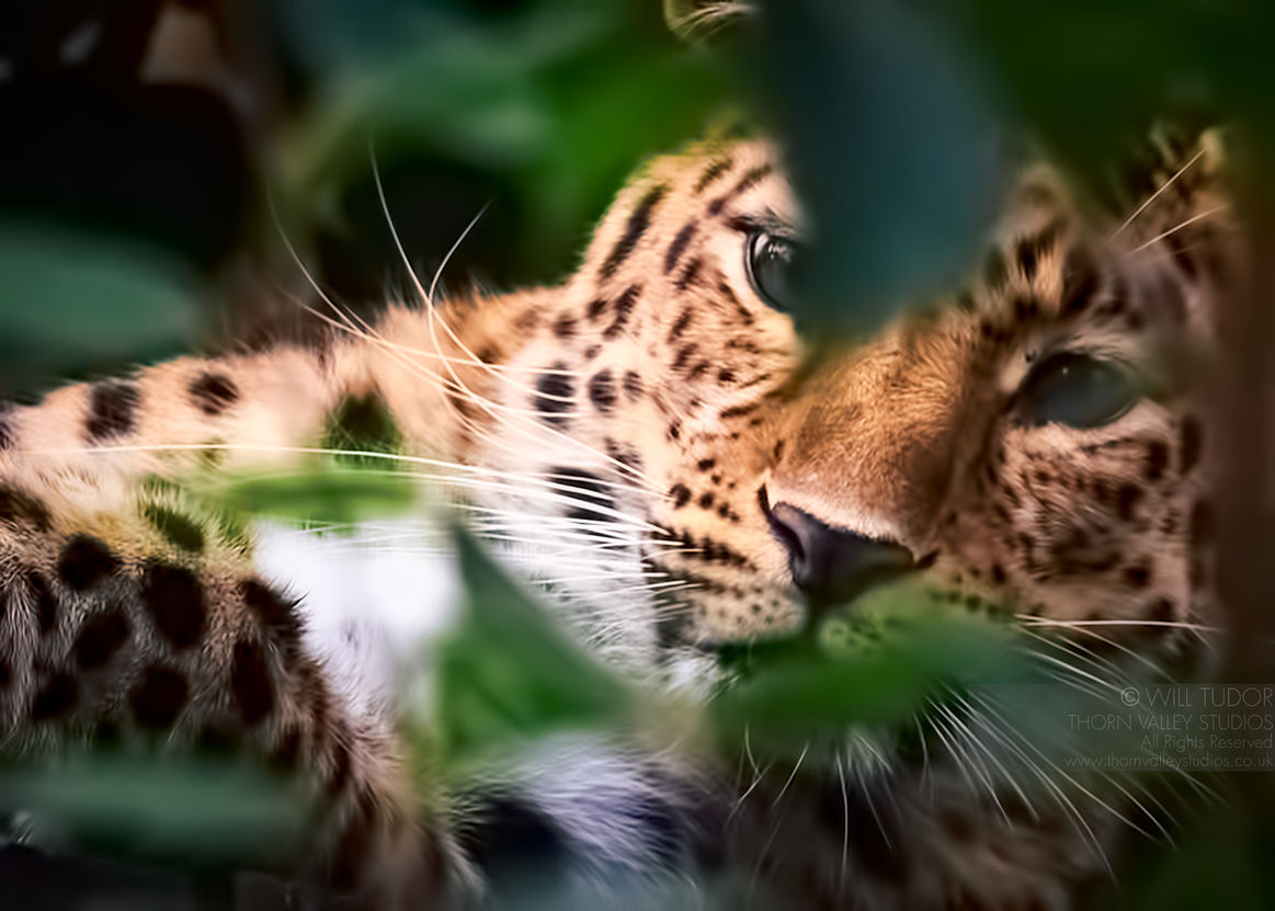 Leopard through undergrowth