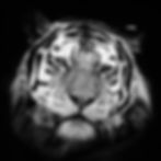 Black-and-white close-up of a tiger’s face staring forward against a dark background, intense and calm.
