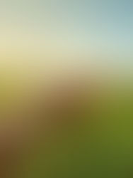 A Agropecuária: Pilar Fundamental na Economia Brasileira