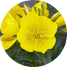 Evening Primrose