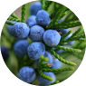 Juniper