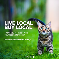 Local_Cat_Evergreen_FBPost_v4.png