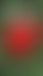 La poupée barbue, de Bvouma