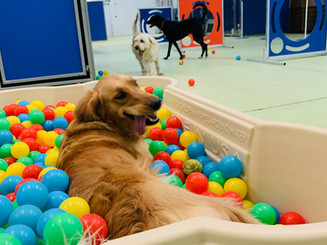 Yuma Pet Hotel and Resort LLC