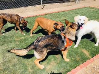 Yuma Pet Hotel and Resort LLC