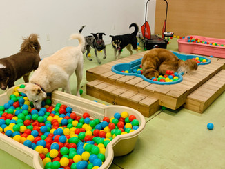 Yuma Pet Hotel and Resort LLC