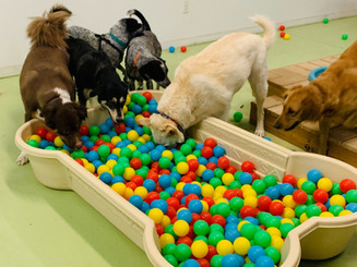 Yuma Pet Hotel and Resort LLC