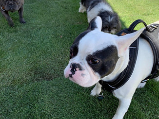 Yuma Pet Hotel and Resort LLC