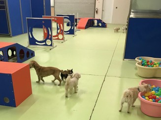 Yuma Pet Hotel and Resort LLC