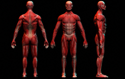 front_side_back.png