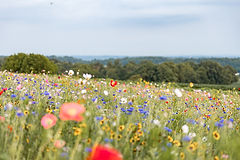 Ronks Wildflower Fields
